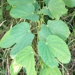 Bauhinia galpinii Folha