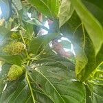 Morinda citrifolia 果實