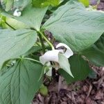 Trillium cernuum Leaf