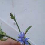 Cichorium endivia Blüte