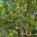 Ficus benghalensis Hoja