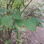 Stachyurus chinensis Folha