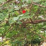 Calliandra haematocephalaFlower