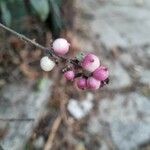 Symphoricarpos orbiculatus ফল