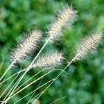 Setaria pumila ফুল