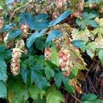 Humulus lupulusFruchs