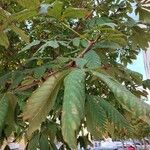 Aesculus glabra 叶