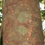 Abarema gallorum Ŝelo