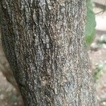 Aegle marmelos Corteza