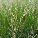 Panicum repens Цвят