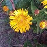 Inula salicina Fleur