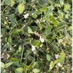 Gibasis pellucida Blatt