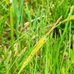 Carex acuta Cvet