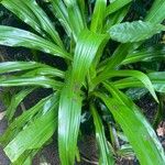 Crinum moorei Leaf