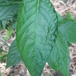 Dianthera secunda Leaf