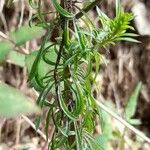 Anarrhinum bellidifolium ᱥᱟᱠᱟᱢ