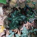 Goodyera pubescens Blatt