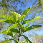 Prunus napaulensis Leaf