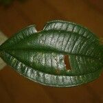 Loreya mespiloides Leaf