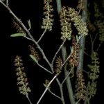 Fortunearia sinensis Blodyn