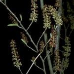 Fortunearia sinensis ফুল