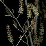 Fortunearia sinensis Flower