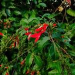 Erythrina amazonica Flor