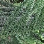 Araucaria scopulorum 葉