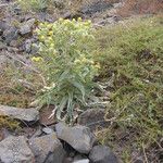 Andryala glandulosa Flower