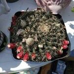 Mammillaria heyderi Fruchs