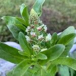 Reseda odorata Blüte