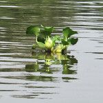 Pontederia crassipes Други