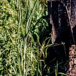 Tragopogon porrifolius Pokrój