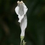 Oxera microcalyx Ffrwyth