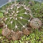 Echinopsis eyriesii Листок