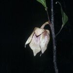 Fusaea longifolia Fruit