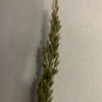 Agrostis stolonifera Leaf