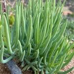 Dudleya edulis Hoja