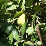 Citrus × limon Vrucht