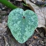 Cyclamen balearicum Leaf