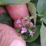 Ocimum carnosum Blüte