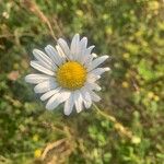 Leucanthemum ircutianum Квітка