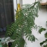 Erythrostemon gilliesii फूल