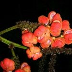 Paullinia rugosa Плод
