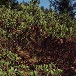 Arctostaphylos columbiana ᱛᱟᱦᱮᱸ