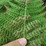 Athyrium distentifolium Leaf