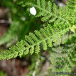 Chamaebatia australis 葉