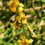 Agrimonia eupatoriaFlower