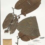 Annona neoinsignis Leaf