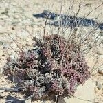 Limonium echioides Folla